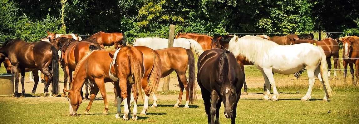 Equipment manufacturer for horses and stables Equine-house, customized, high quality